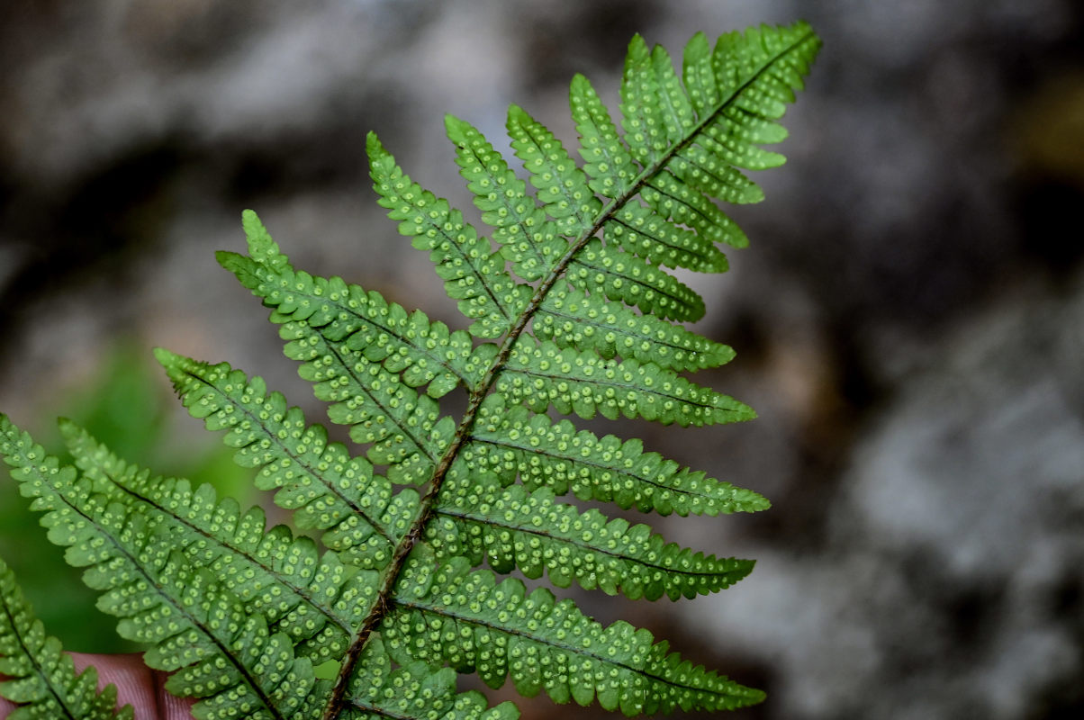Image of Dryopteris uniformis specimen.