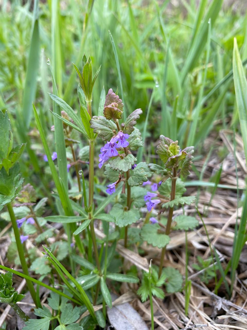 Image of Glechoma hederacea specimen.