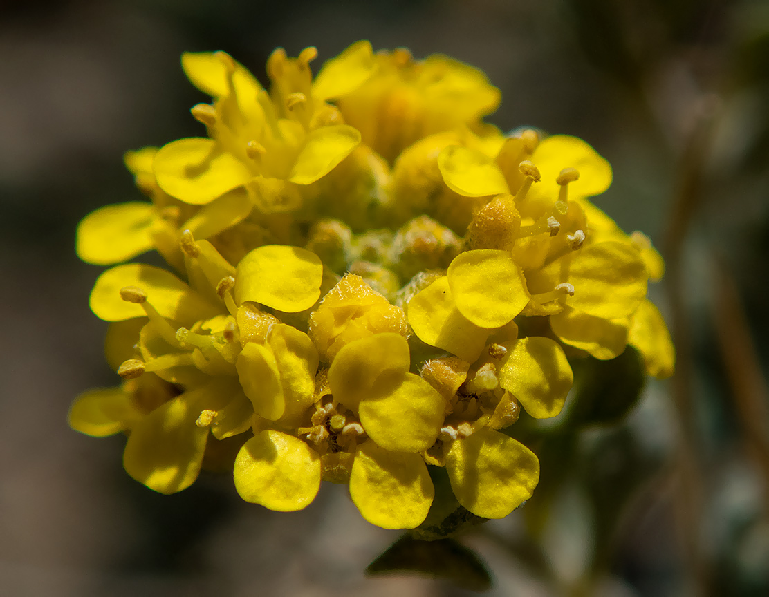 Image of genus Odontarrhena specimen.