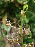 Liparis japonica. Верхушка соцветия. Хабаровский край, окр. г. Комсомольск-на-Амуре, широколиственный лес. 14.07.2025.