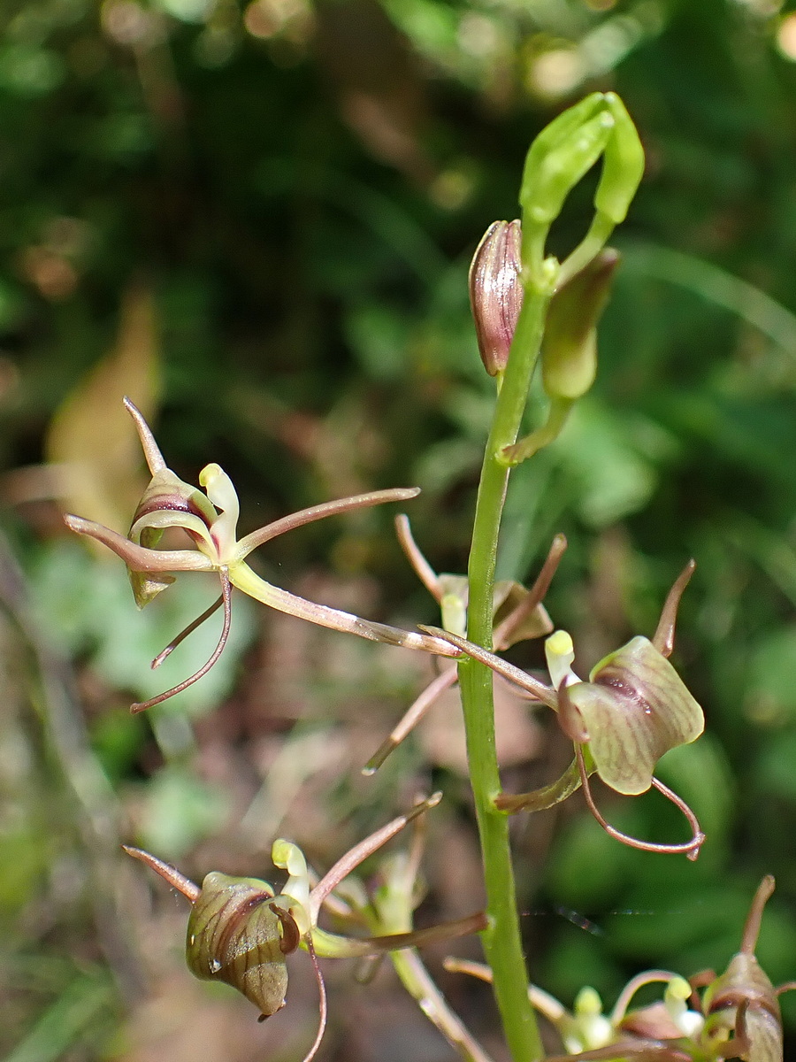 Изображение особи Liparis japonica.