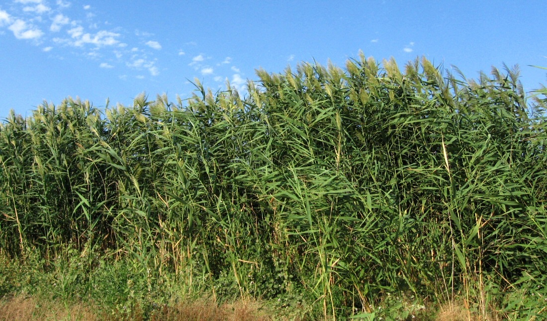 Image of Phragmites altissimus specimen.