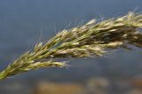 genus Trisetum. Часть соплодия. Приморский край, Владивостокский ГО, о. Клыкова, терраса над каменистой береговой полосой. 07.07.2025.