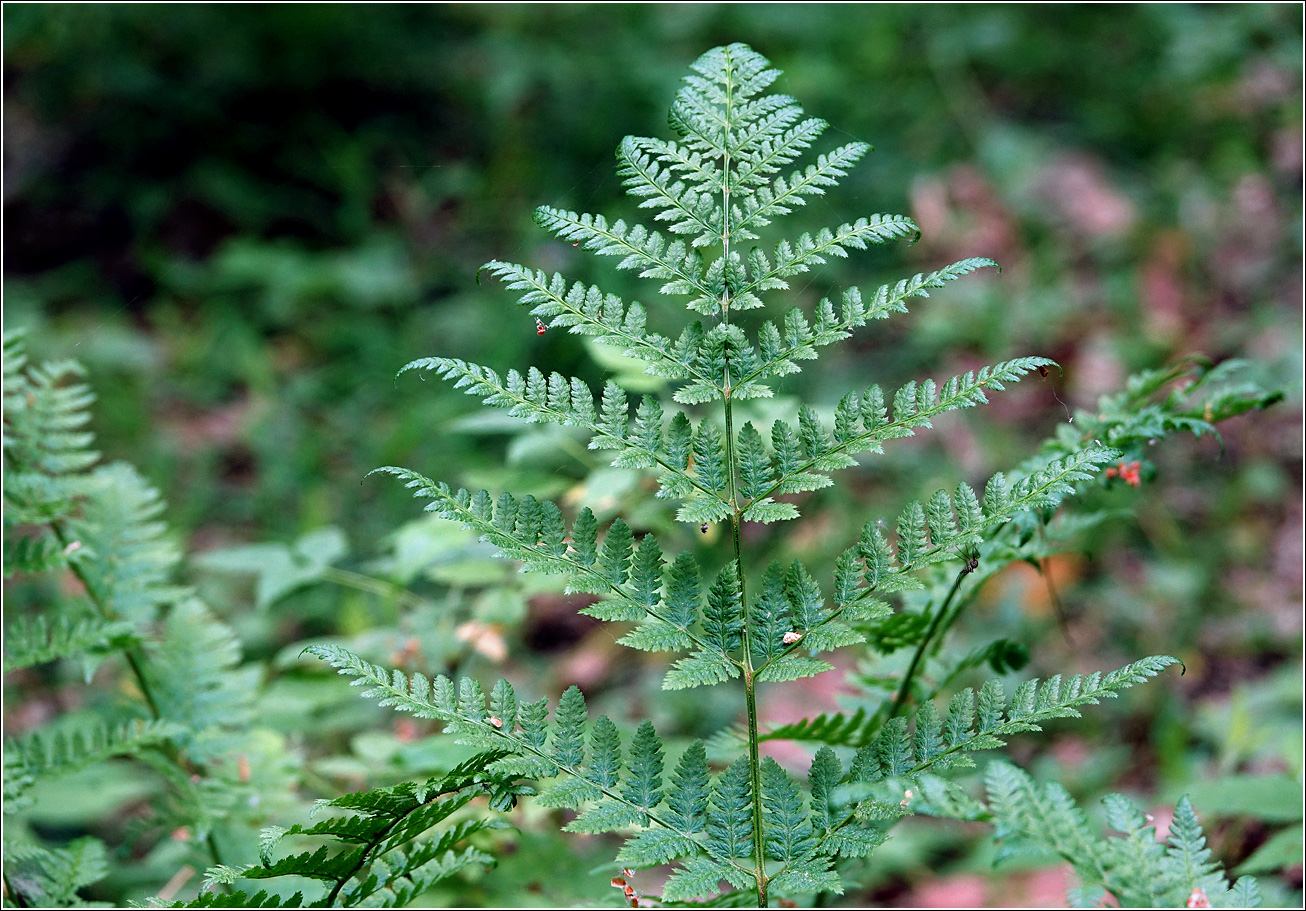Image of Dryopteris carthusiana specimen.