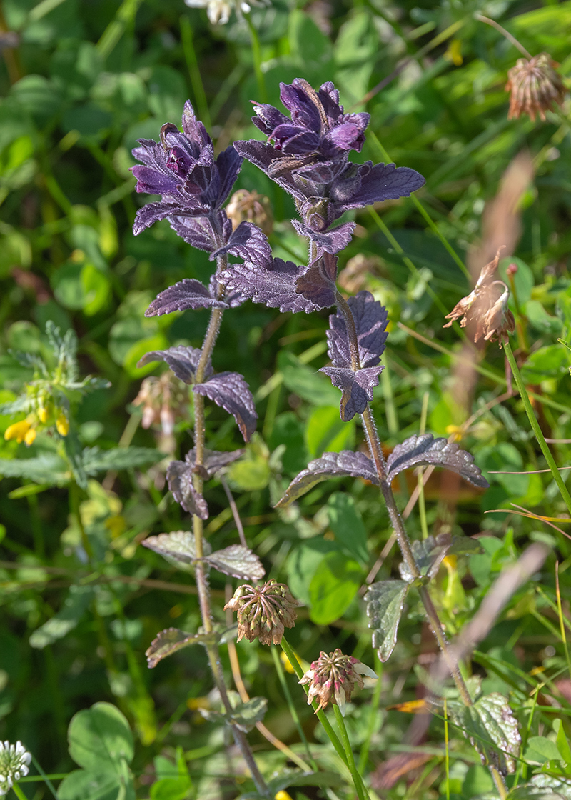 Изображение особи Bartsia alpina.