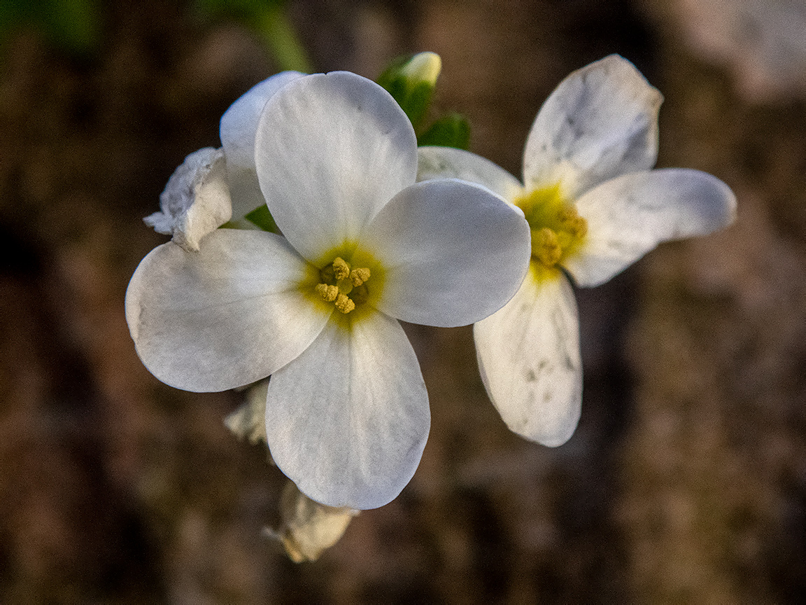Image of Arabis caucasica specimen.