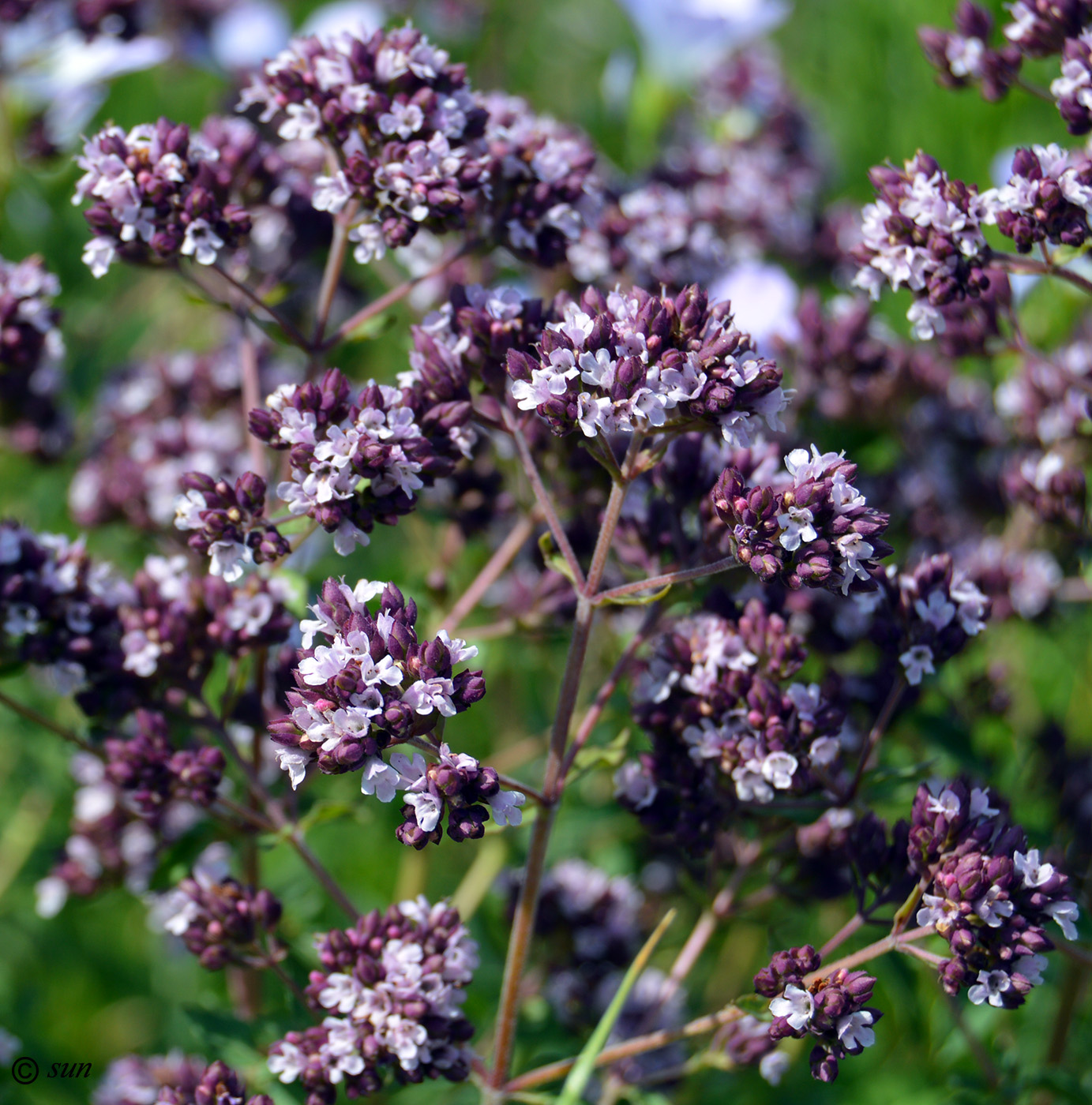 Изображение особи Origanum vulgare.