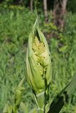 Veratrum lobelianum. Верхушка растения с формирующимся соцветием. Ульяновская обл., Новомалыклинский р-н, окр. с. Ст. Бесовка, дол. р. Б. Черемшан, местами поросший ивняком сыроватый луг. 28.05.2024.
