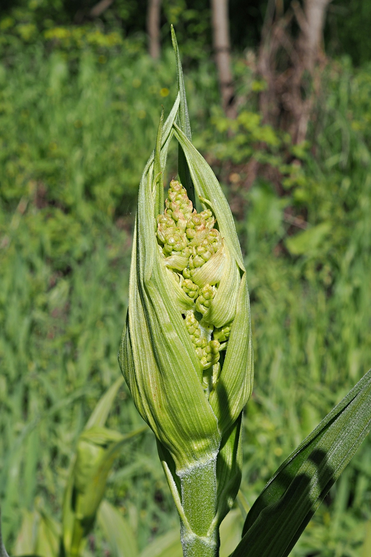 Изображение особи Veratrum lobelianum.