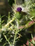 Cirsium vulgare. Часть верхушки цветущего и плодоносящего растения. Республика Молдова, муниципалитет Кишинёв, г. Кодру, частная усадьба. 15 августа 2025 г.