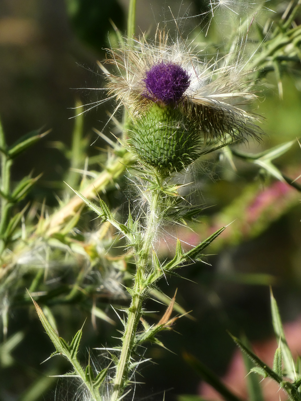Image of Cirsium vulgare specimen.