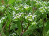 Valerianella turgida