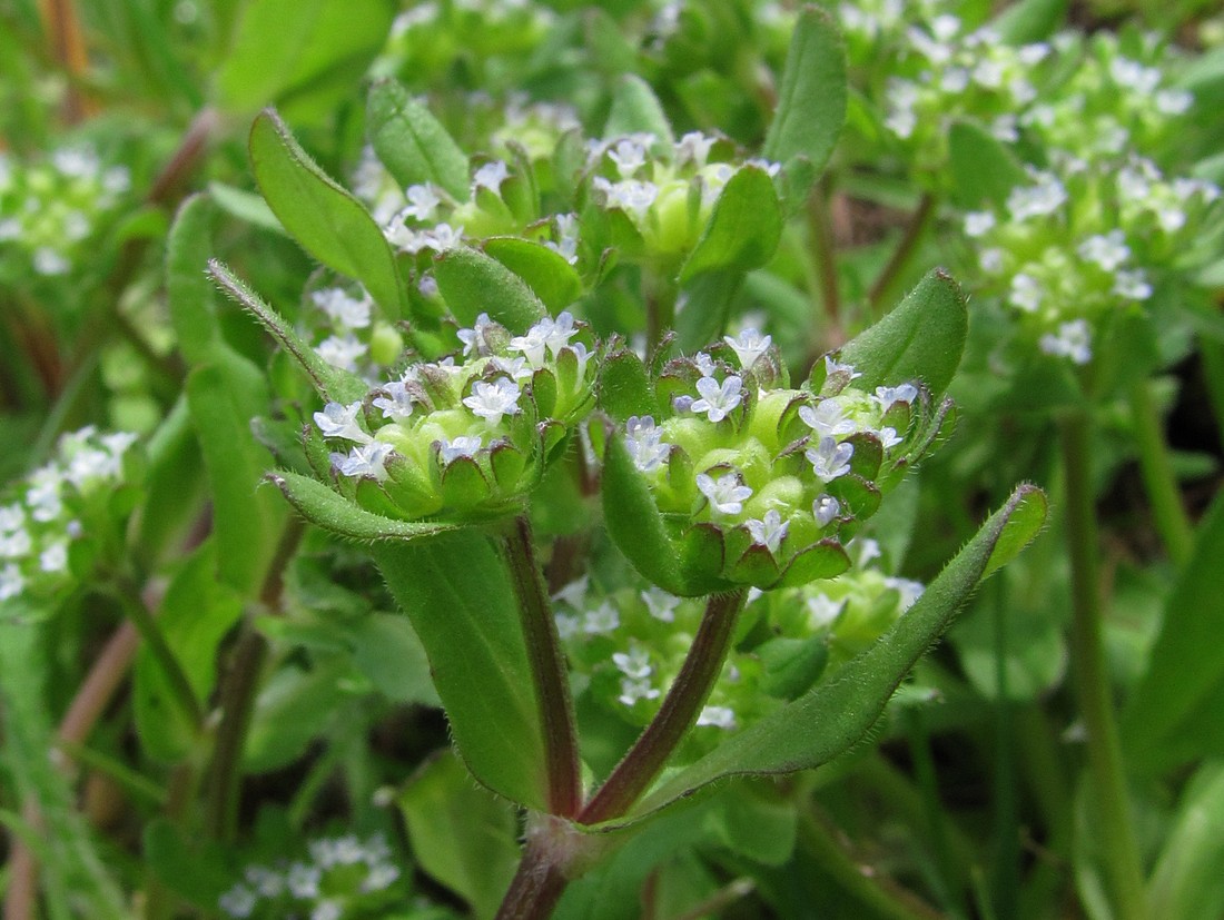 Image of Valerianella turgida specimen.