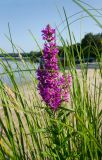 Lythrum salicaria. Верхушка побега с соцветием среди листьев осок (Carex) и злаков. Карелия, Медвежьегорский р-н, Повенецкое городское поселение, окр. СТ \"Пигматка\", берег Повенецкого залива Онежского озера, песчаный пляж. 28 июля 2025 г.