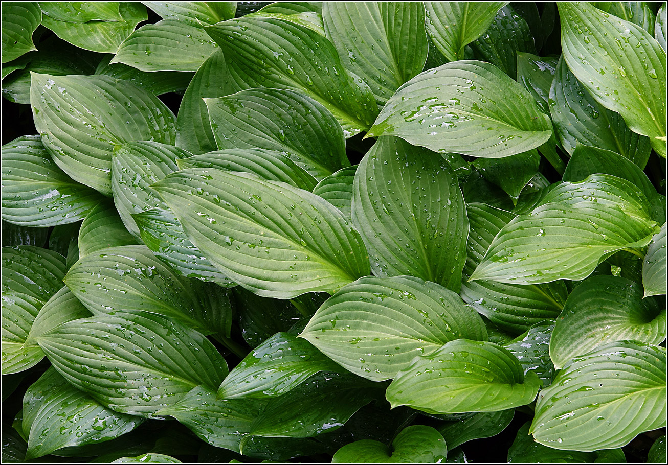 Image of Hosta albomarginata specimen.