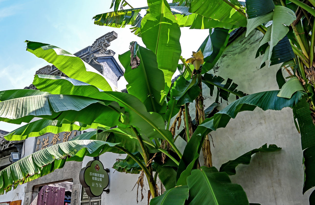 Изображение особи Musa basjoo.