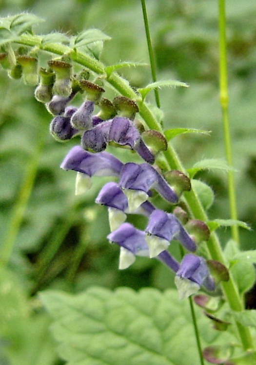 Image of Scutellaria altissima specimen.