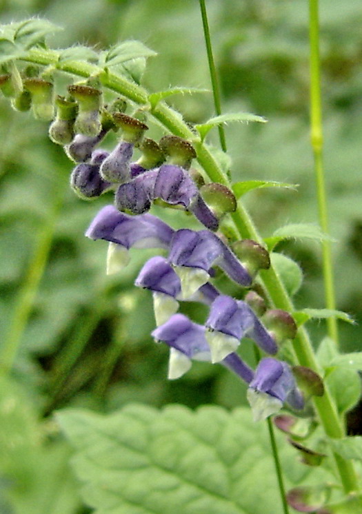 Изображение особи Scutellaria altissima.