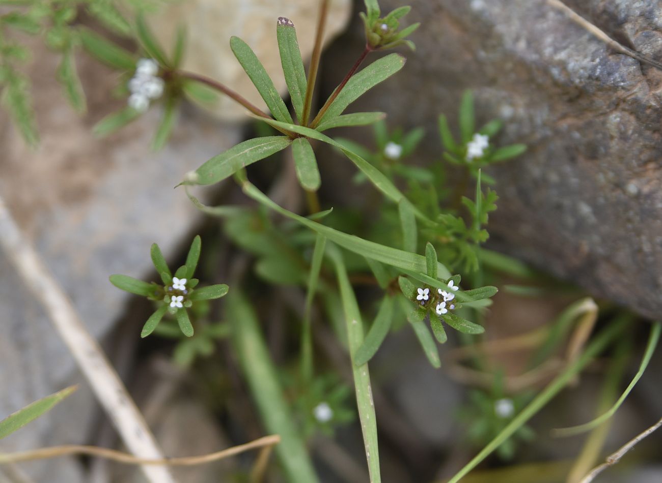 Изображение особи Asperula arvensis.