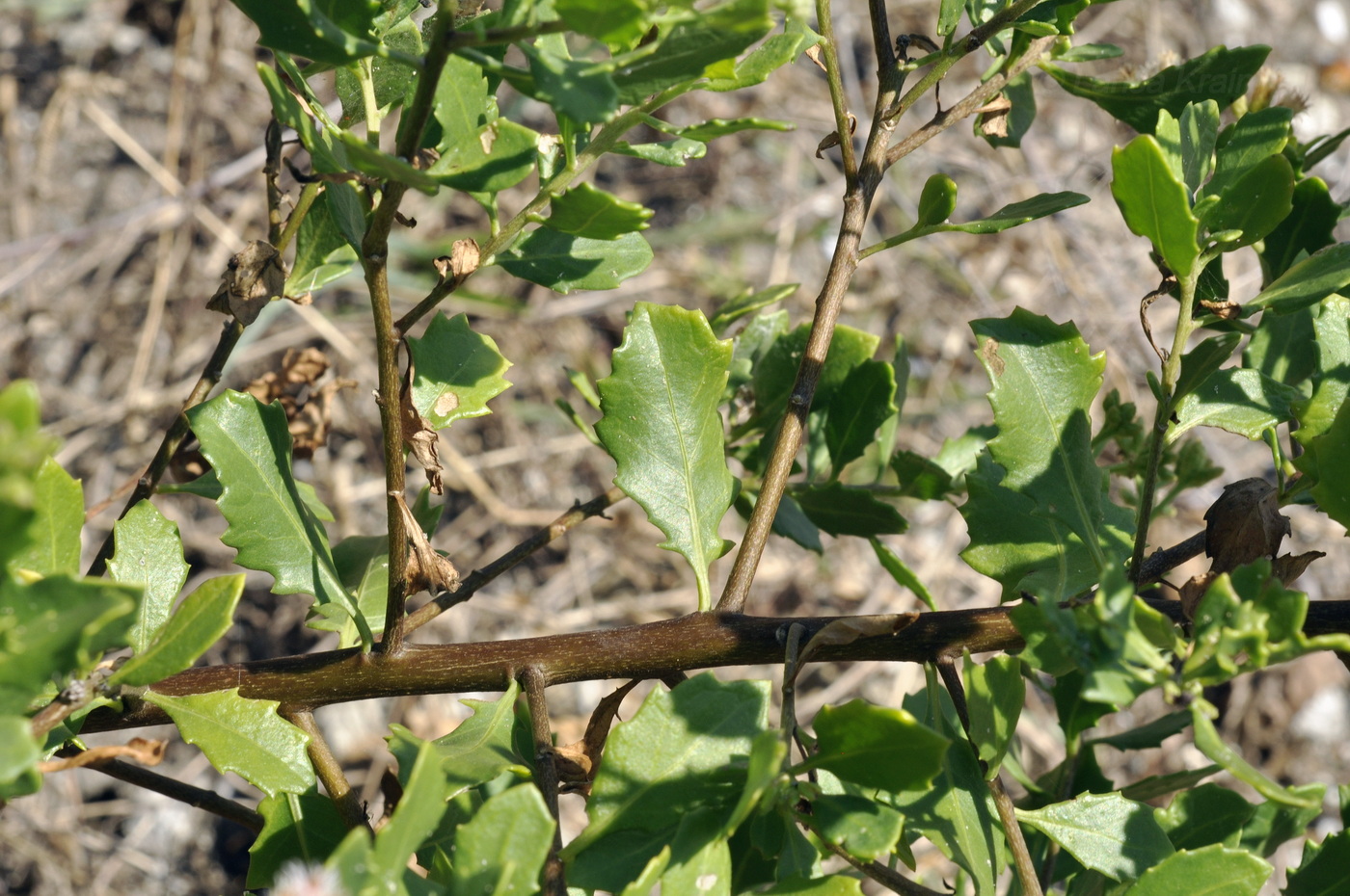 Image of Pluchea indica specimen.