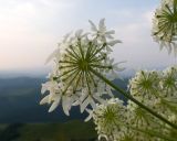 Heracleum ponticum. Верхушка побега с элементарным соцветием (вид со стороны обёрточки). Карачаево-Черкесия, Малокарачаевский р-н, гора Малый Бермамыт, ≈ 2400 н.у.м., частично задернованная крупнокаменистая осыпь. 01.08.2025.