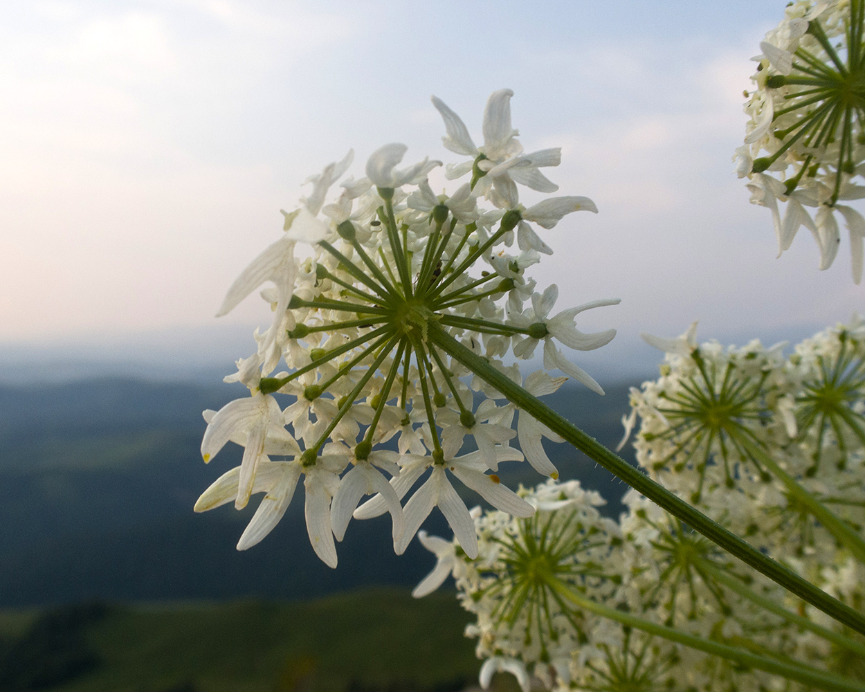 Изображение особи Heracleum ponticum.