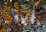 Quercus robur. Часть ветви с заснеженными листьями в осеннем окрасе. Московская обл., Раменский р-н, окр. дер. Хрипань, садовый участок. 08.10.2015.
