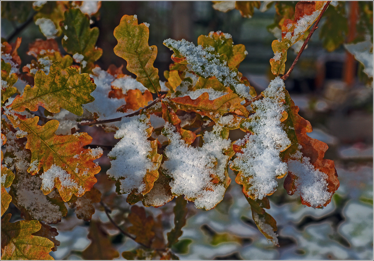 Изображение особи Quercus robur.