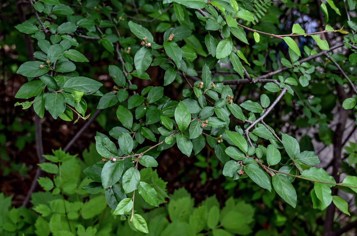 Image of Cotoneaster lucidus specimen.