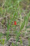 Lathyrus sphaericus