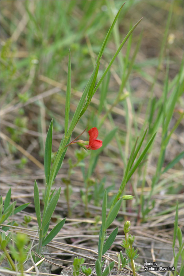 Изображение особи Lathyrus sphaericus.