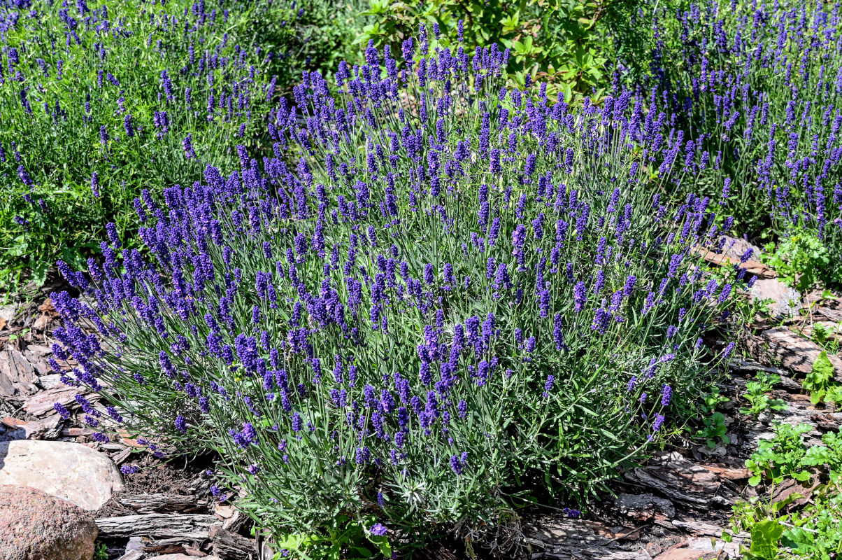 Image of Lavandula angustifolia specimen.