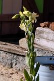 Eustoma grandiflorum