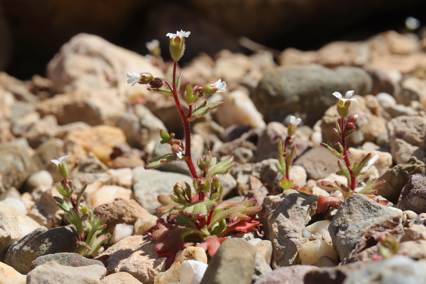 Изображение особи Saxifraga tridactylites.