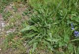 genus Plantago