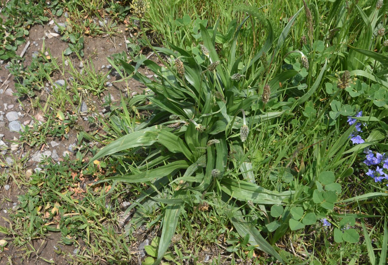Image of genus Plantago specimen.