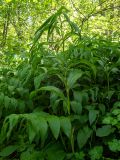 Polygonatum hirtum. Зацветающее растение.Крым, Кировский р-н, Агармышский лес, влажный тенистый склон с сочащейся из грунта водой, возле грунтовой дороги. 03.05.2025.