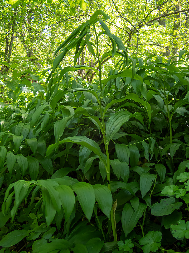 Image of Polygonatum hirtum specimen.