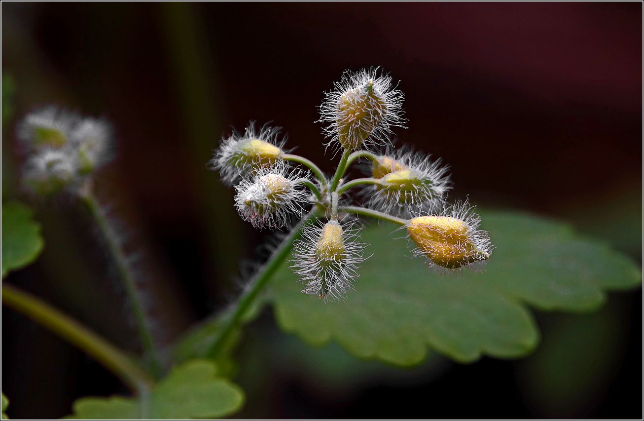 Изображение особи Chelidonium majus.