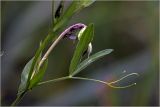 Lathyrus pratensis. Верхушки побегов с формирующимся соцветием и питающимися тлями. Московская обл., Раменский р-н, окр. дер. Хрипань, садовый участок. 16.06.2026.