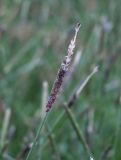 familia Poaceae