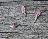 род Trifolium