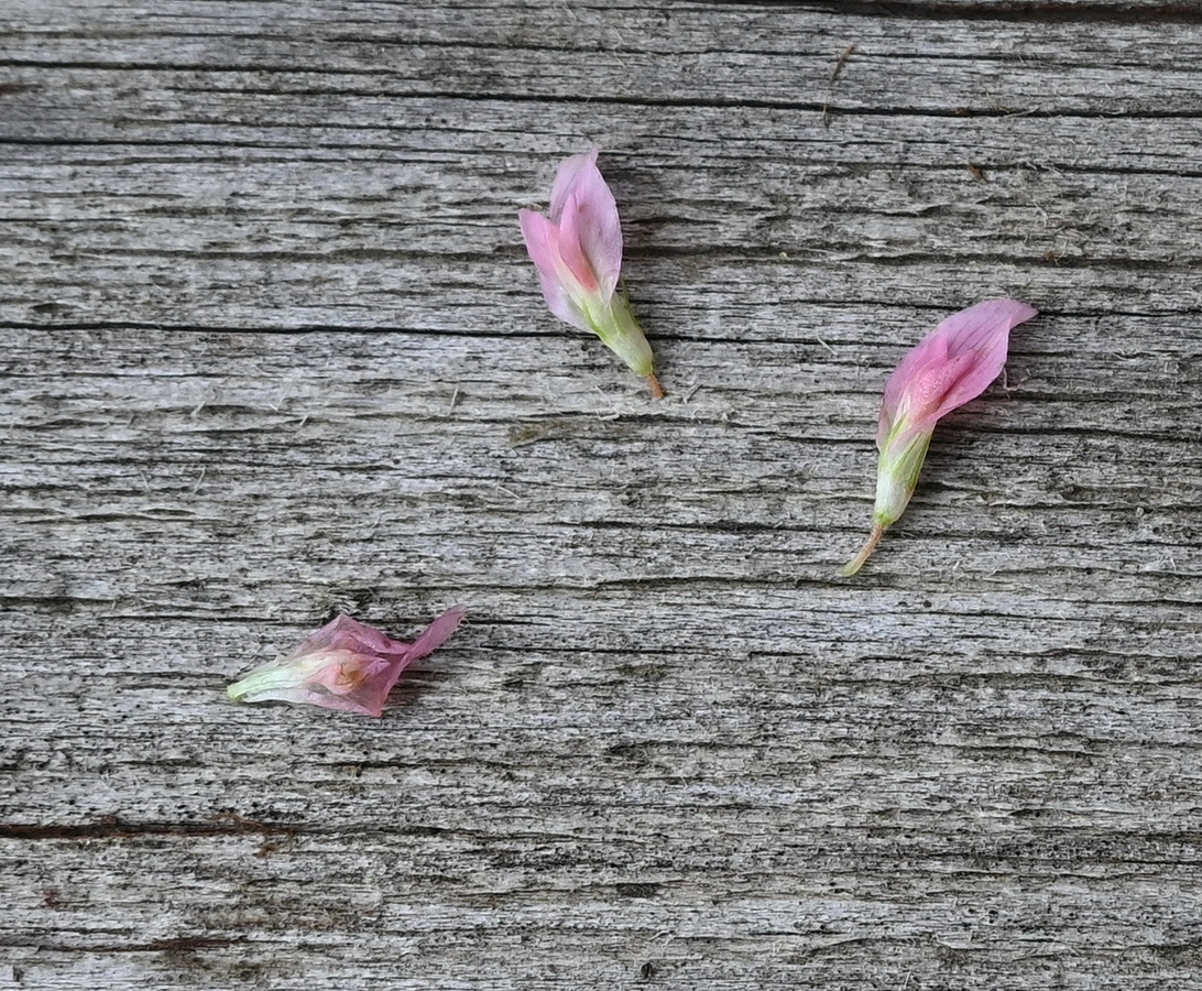 Изображение особи род Trifolium.