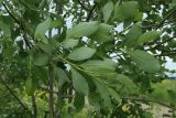 Salix caprea. Ветвь (видна абаксиальная поверхность листьев). Ленинградская обл., Гатчинский р-н, окр. СНТСН \"Алапурские Леса\", дренажная канава у обочины полевой дороги, луг. 10.06.2026.