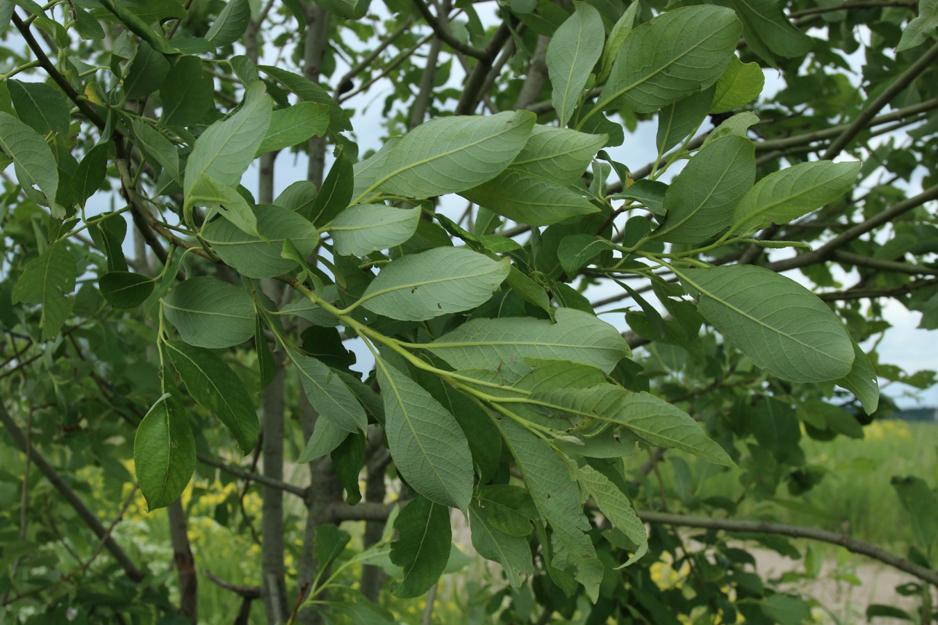 Image of Salix caprea specimen.