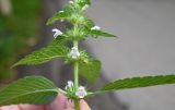 genus Galeopsis