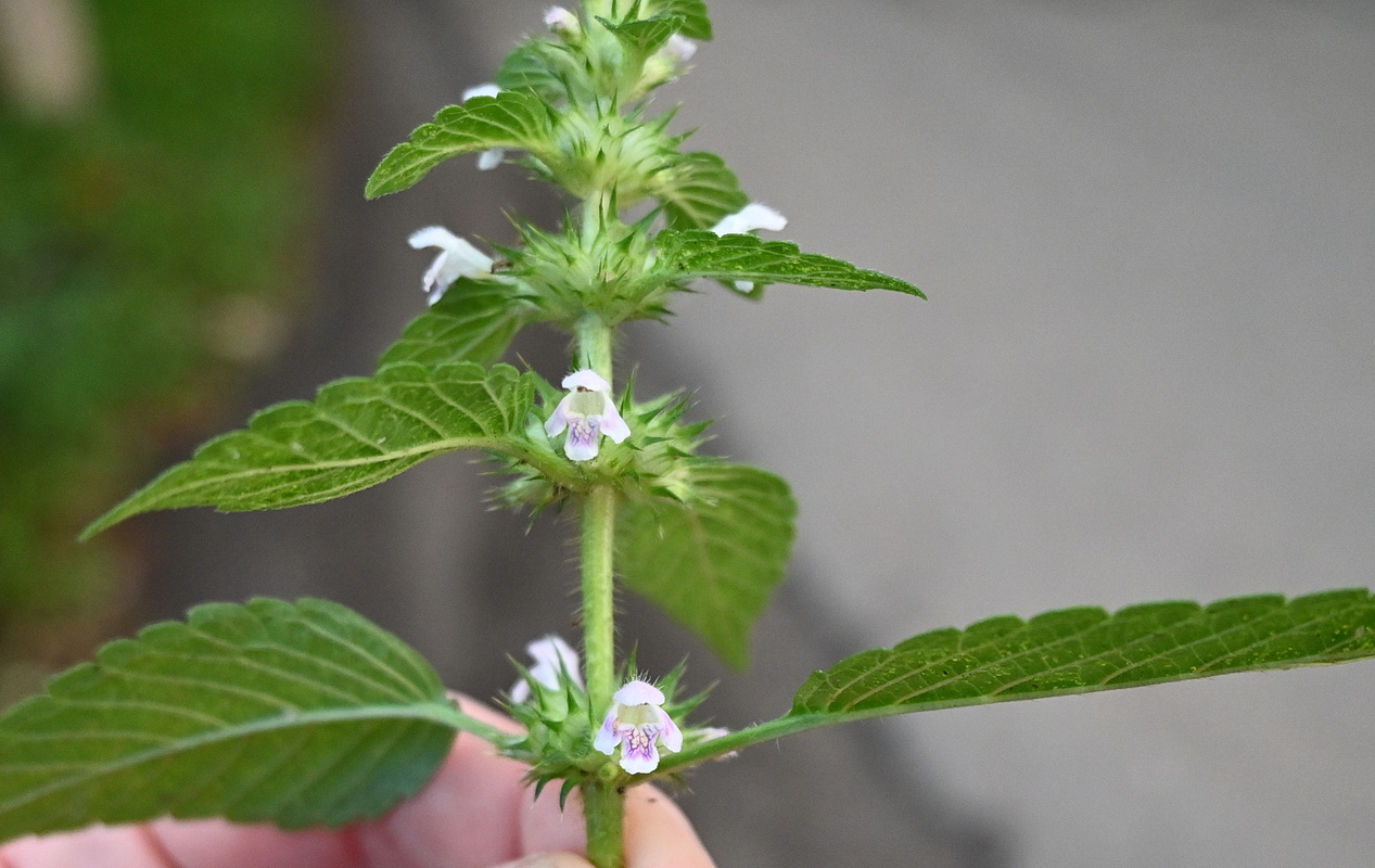 Image of Galeopsis bifida specimen.