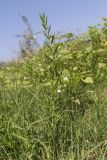 Gratiola officinalis. Цветущее растение. Крым, Бахчисарай, берег вдхр. Эгиз-Оба. 03.08.2026.