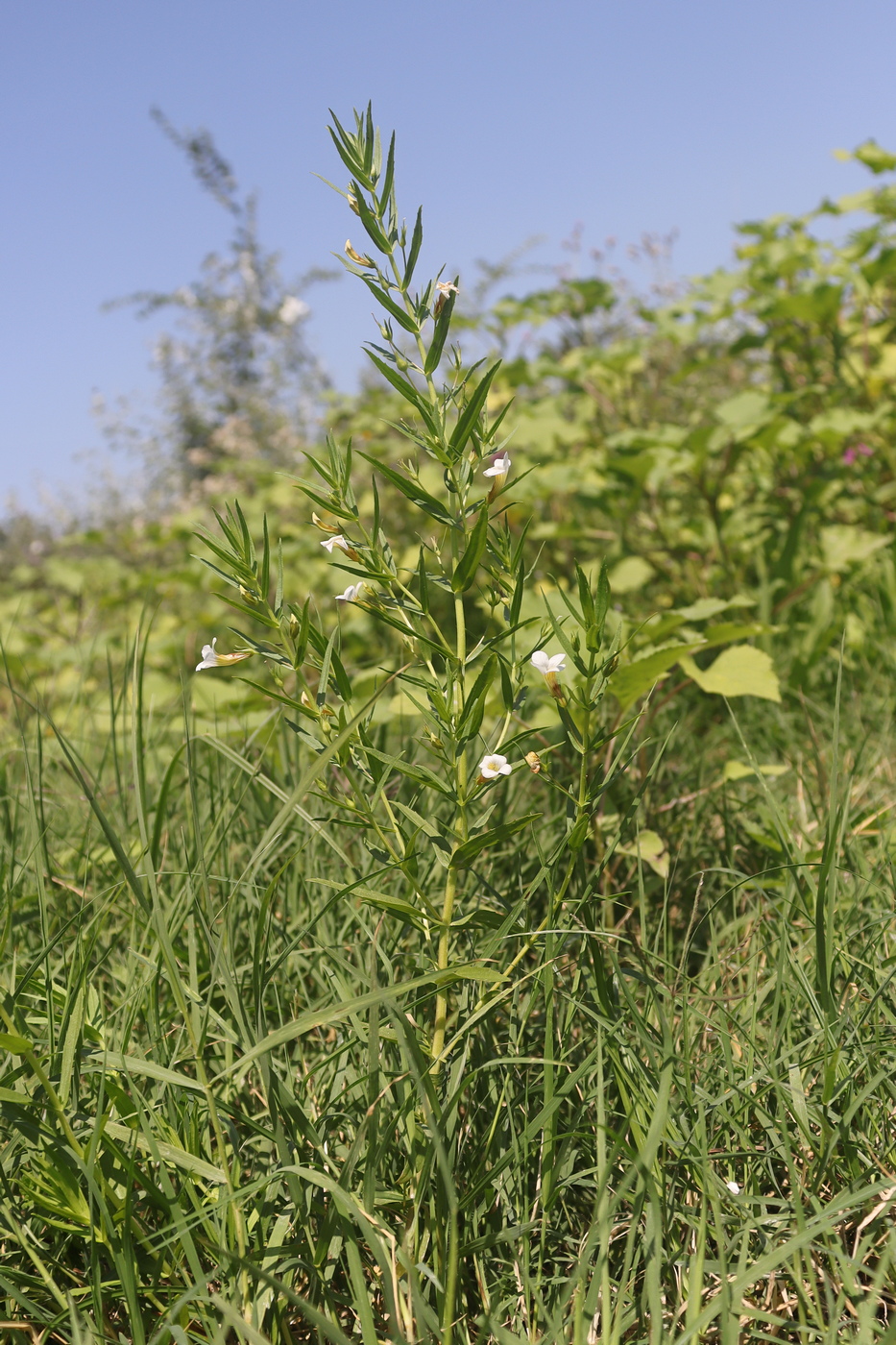 Image of Gratiola officinalis specimen.