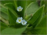 Myosotis sparsiflora. Цветки. Чувашия, окр. г. Шумерля, Промзона. 10 мая 2011 г.